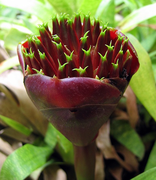 Etlingera hemisphaerica black tulip