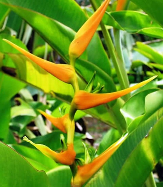 Heliconia latispatha orange gyro