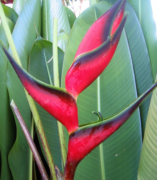 Heliconia-orthotricha-total-eclipse