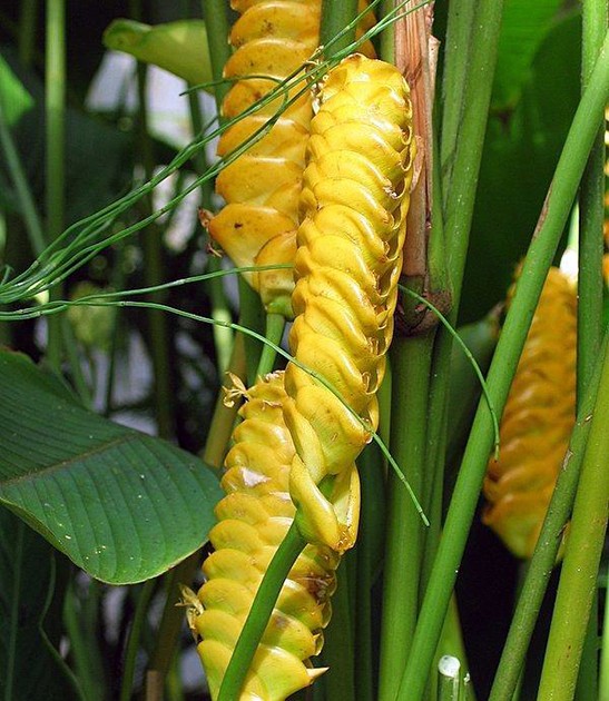 calathea crotalifera yellow