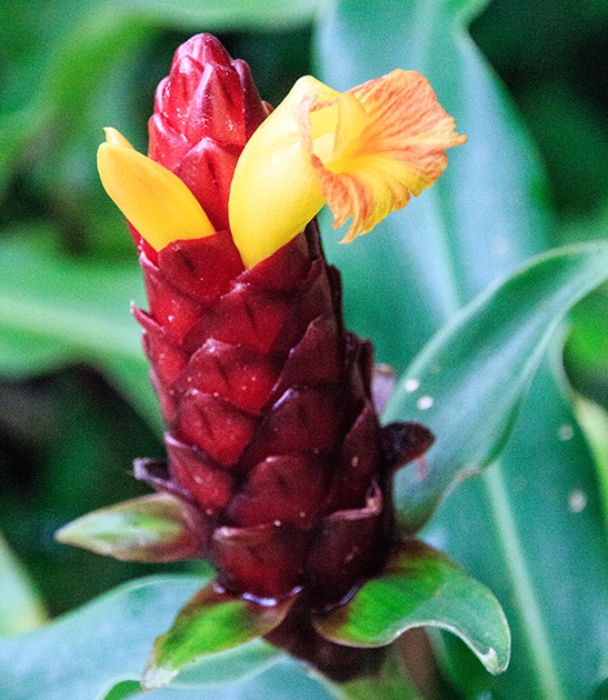 costus oxley compic