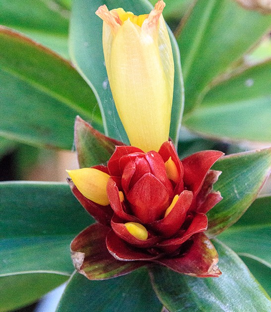 costus oxley ruby