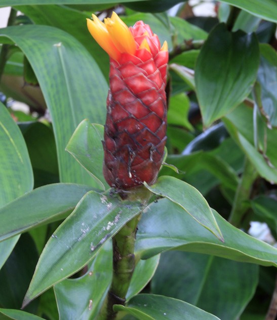 costus red ball