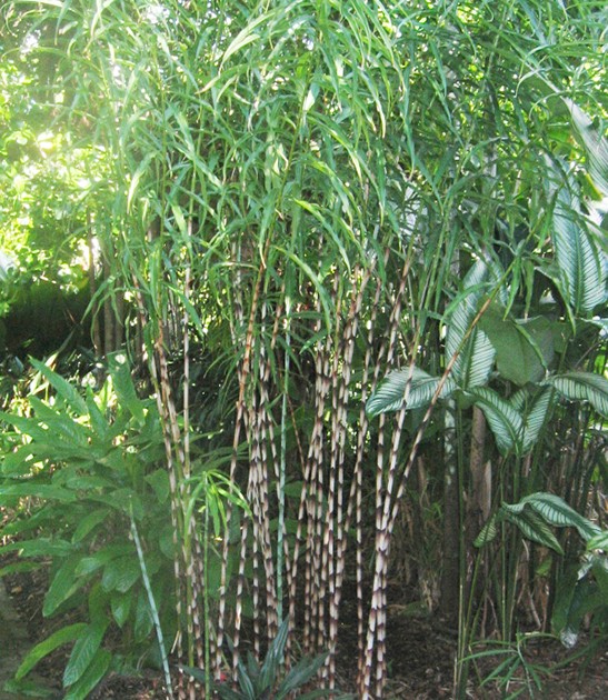 costus stenophyllus bamboo ginger