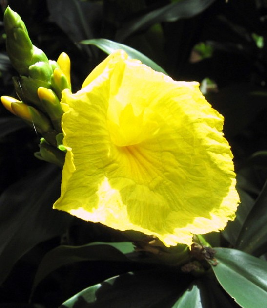 dimerocostus strobilaceous yellow