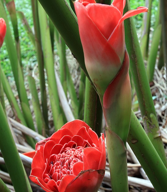 etlingera hemisphaerica cerise tulip