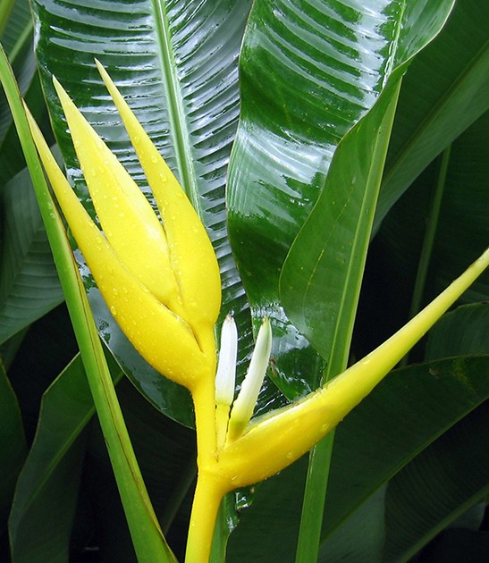 heliconia-angusta-yellow-xmas