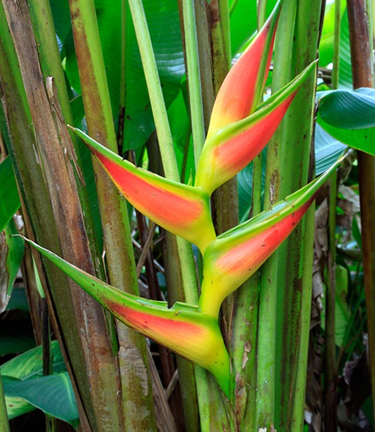 heliconia-bihai-giant-lobster-claw