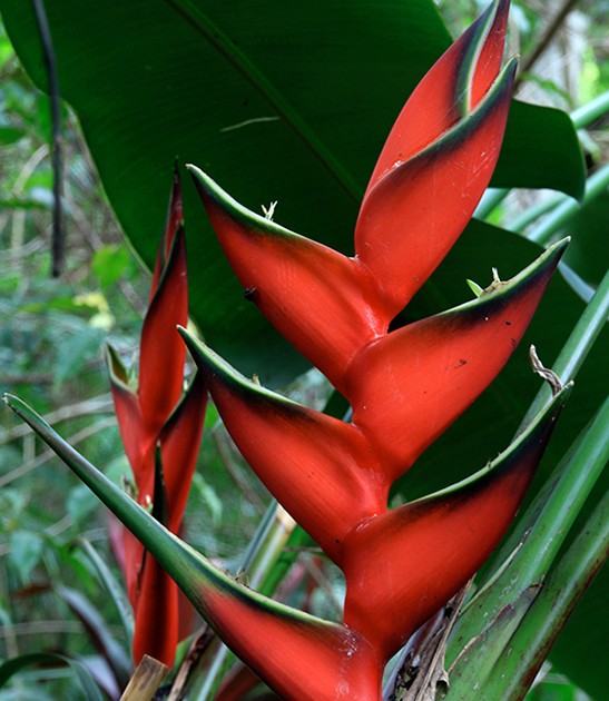 heliconia-bihai-lobster-claw-one