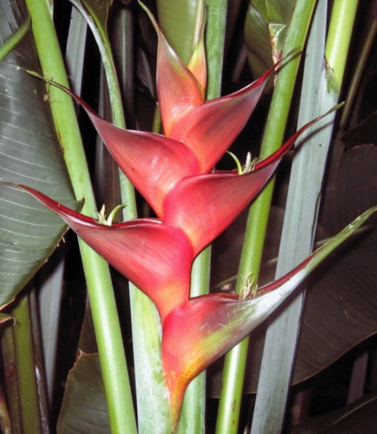 heliconia caribaea prince of darkness