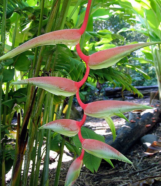 heliconia-chartacea-sexy-pink