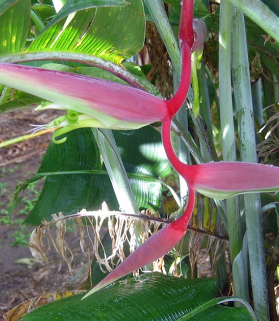 heliconia-chartacea-sexy-scarlet