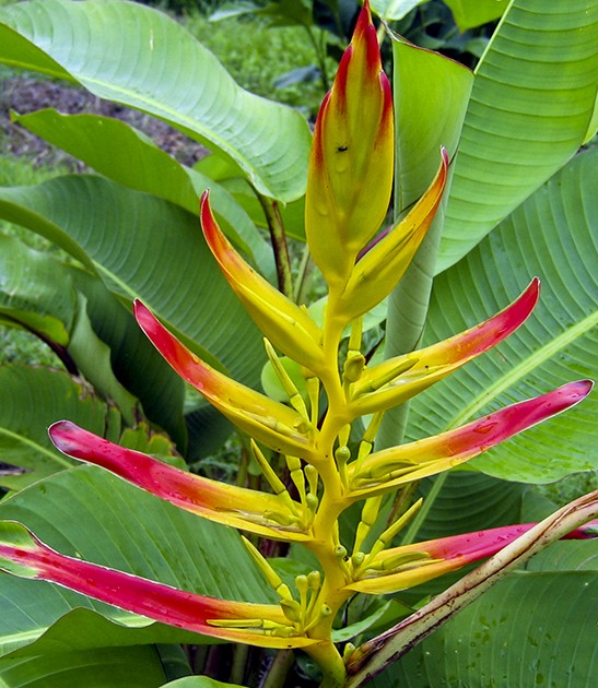 heliconia lingulata red tip fan