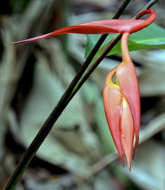 heliconia nutans