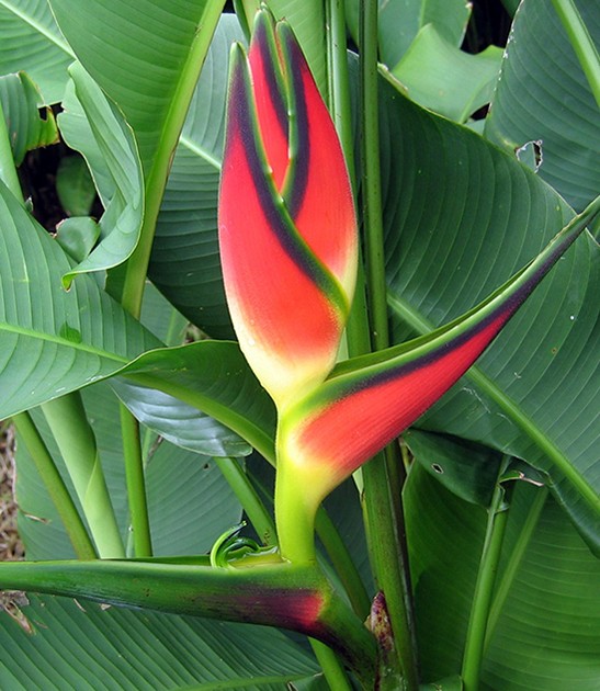 heliconia-orthotricha-butterfield
