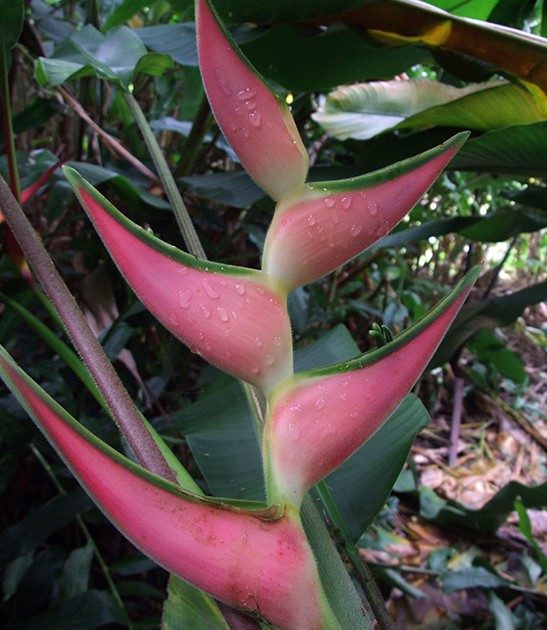 heliconia orthotricha eden pink