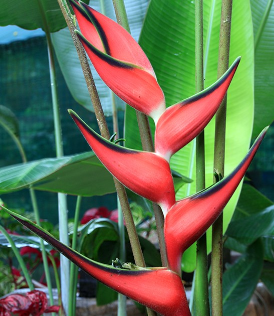 heliconia orthotricha imperial pink