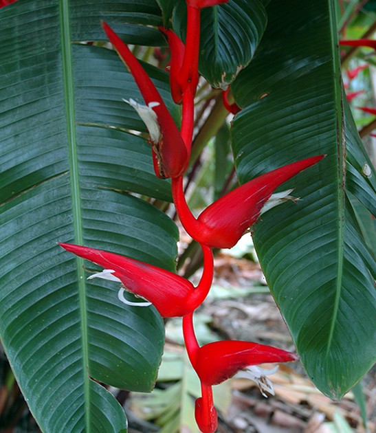 heliconia-pendula-bright-red