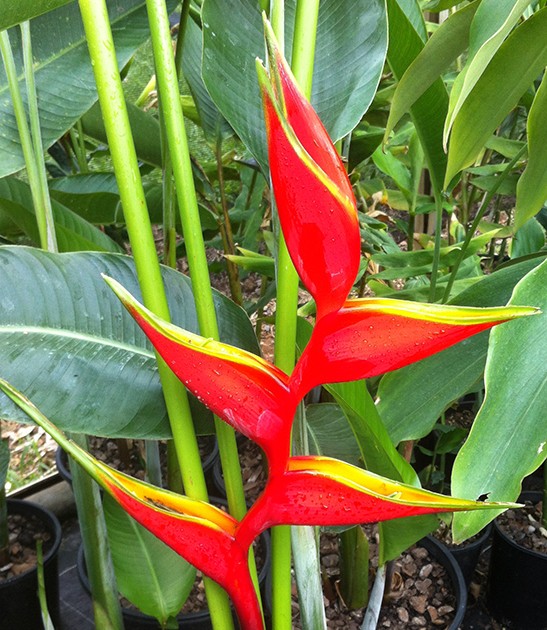 heliconia stricta strictly bella