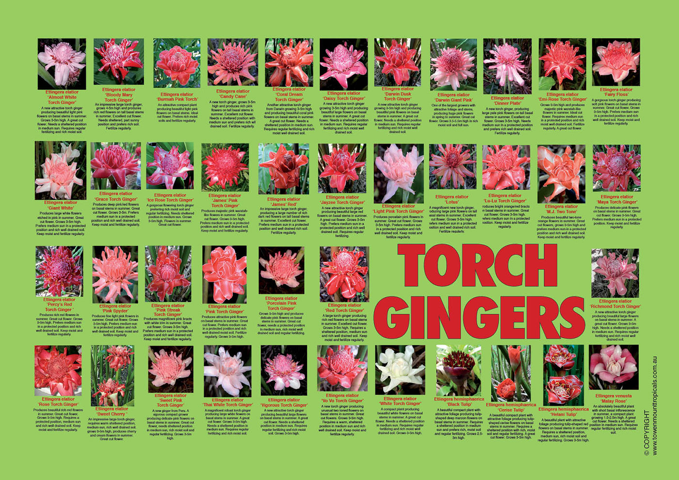 torch-ginger-poster-web-1400px