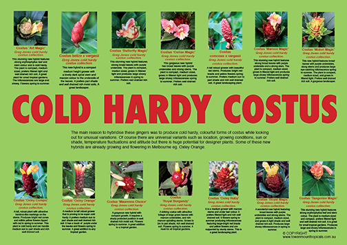 cold-hardy-costus-web-504px