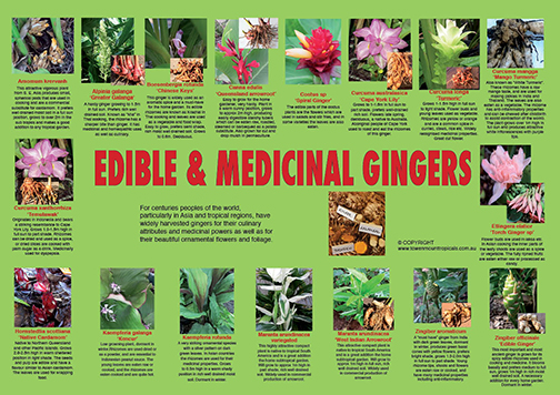 edible-gingers-web-504px