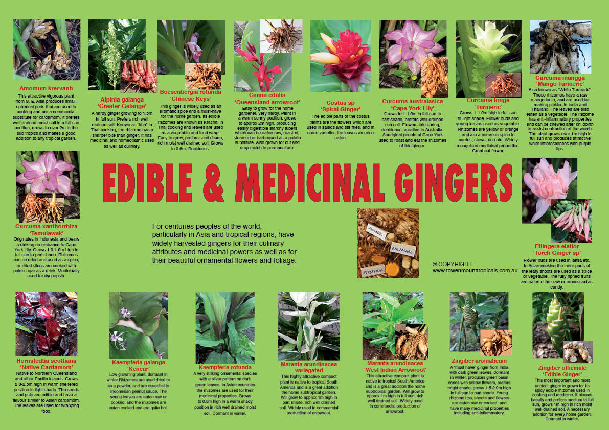 edible-gingers-web