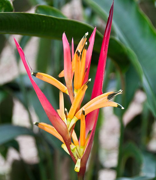 heliconia-caribbean-flame