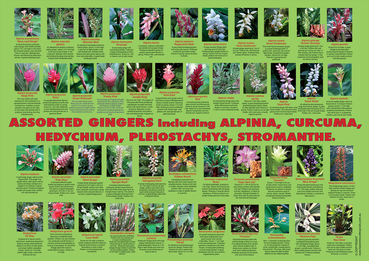 assorted-ginger-poster-1400px