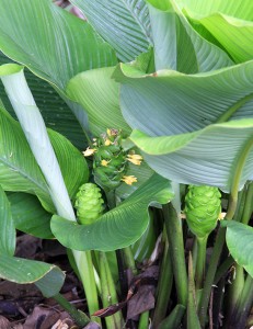 Calathea truncata - Towen Mount Tropicals