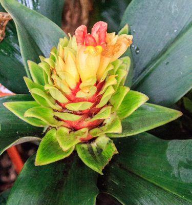 Cold hardy Costus
