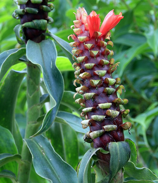 costus red feathers