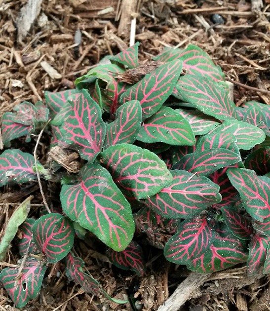 fittonia sp red