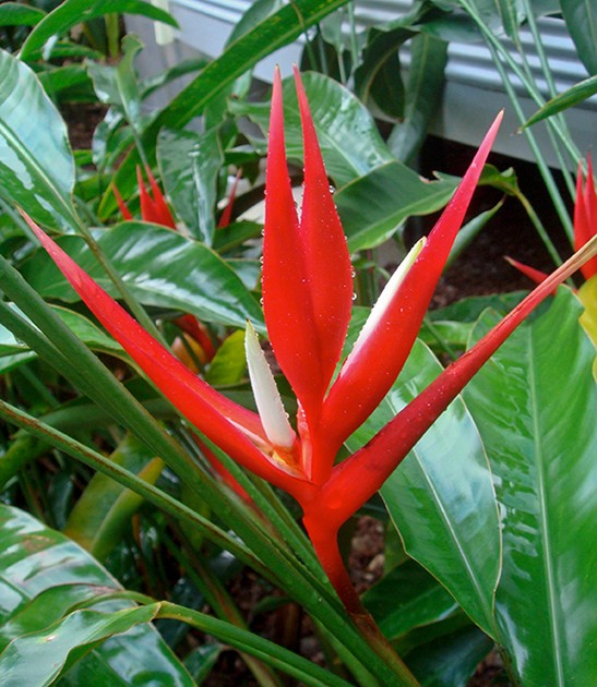 heliconia-angusta-red-holiday