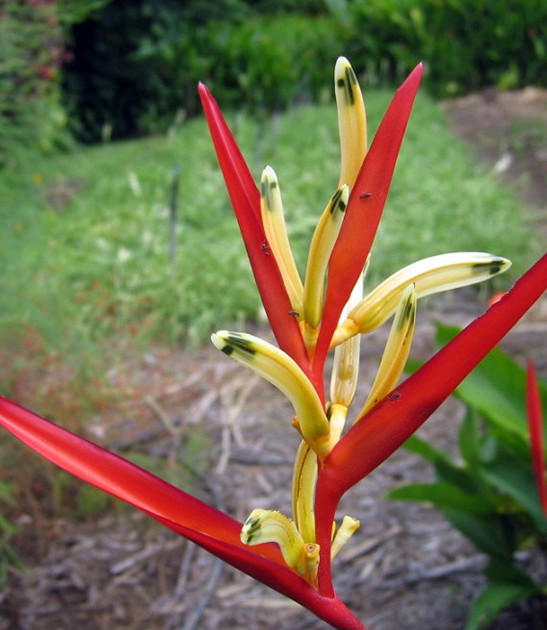heliconia psittacorum double b red 1