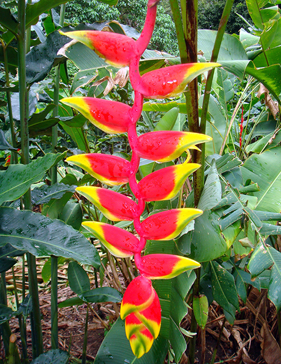 Heliconia rostrata - Towen Mount Tropicals