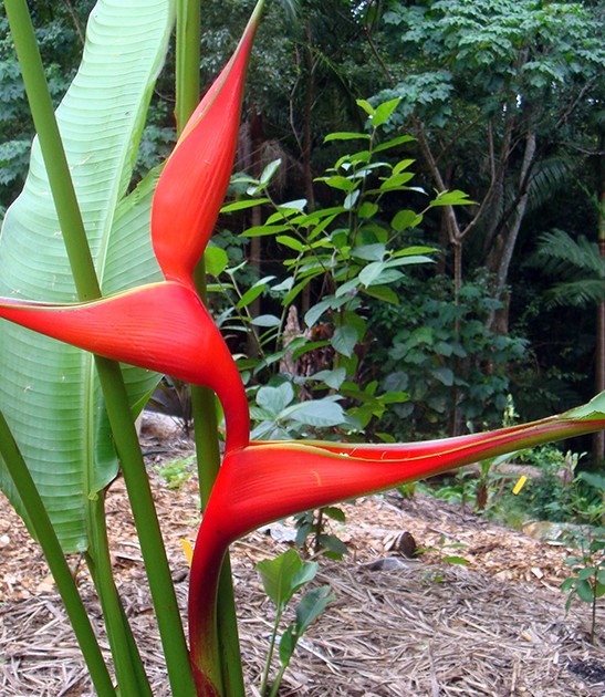 heliconia stricta las cruces