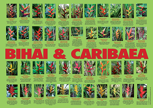 Bihai and Caribaea (print) - Towen Mount Tropicals