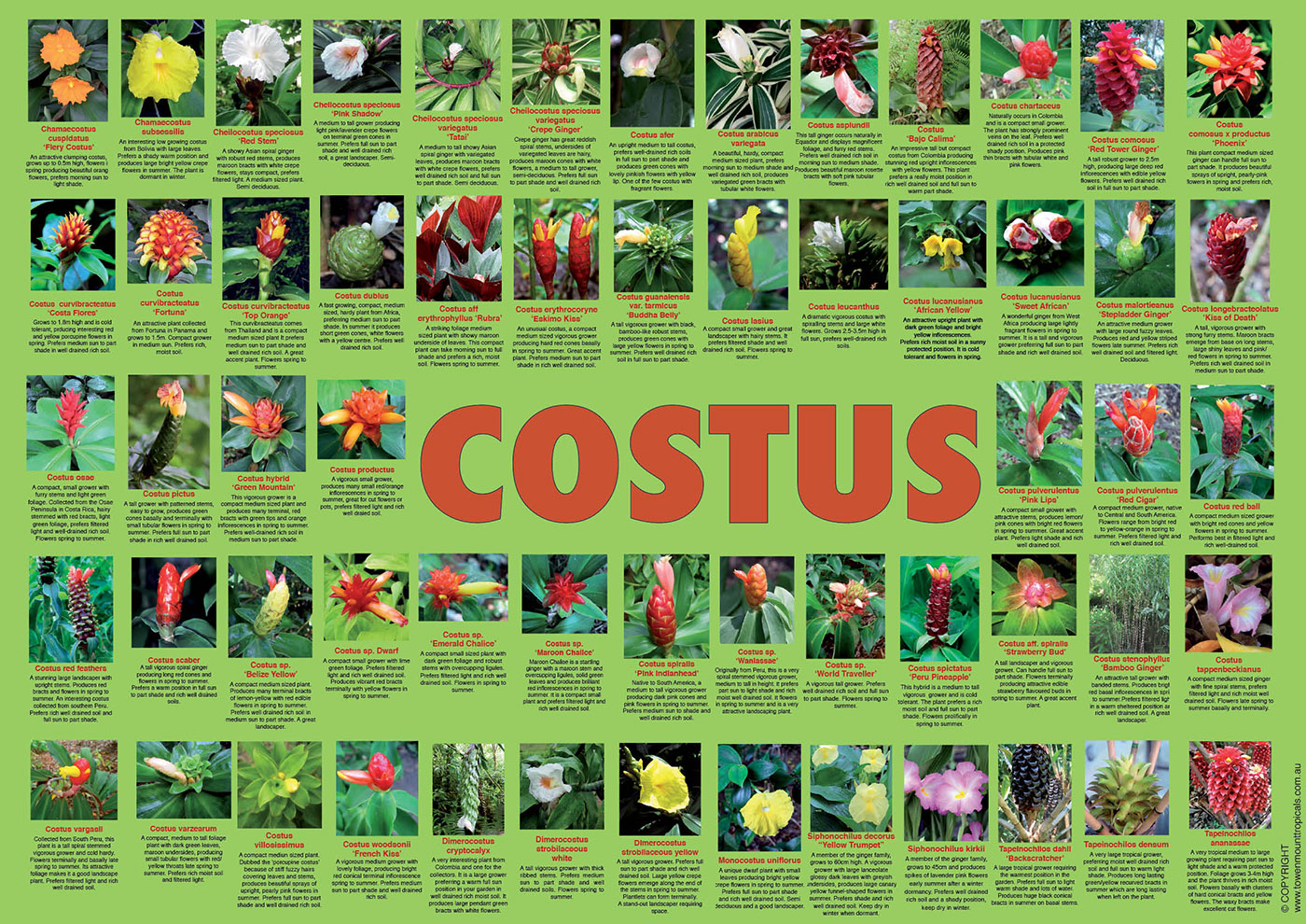 costus-poster-web-1400px