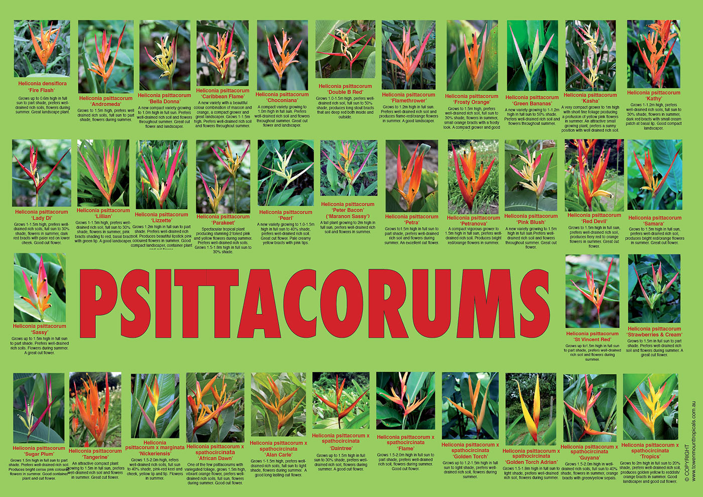 psittacorums-poster-web-1400px