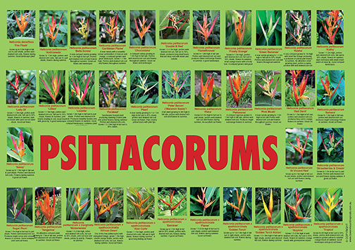 Psittacorums (digital) - Towen Mount Tropicals