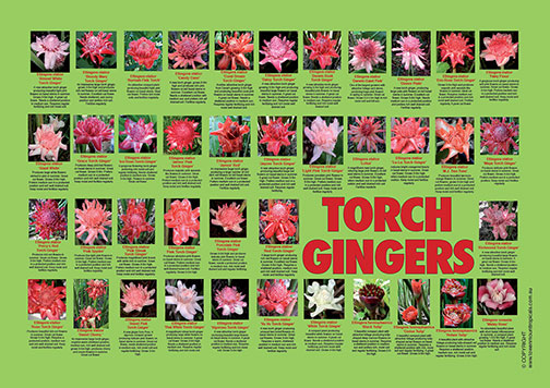 Torch gingers (digital) - Towen Mount Tropicals
