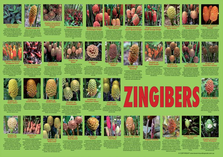 Zingibers (digital) - Towen Mount Tropicals