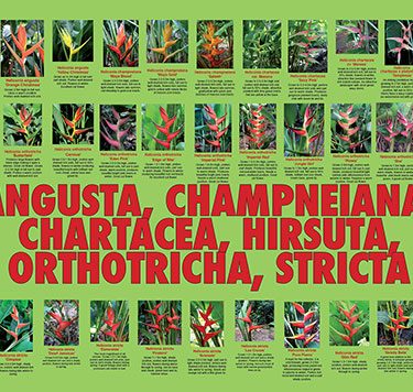 Printed posters - Towen Mount Tropicals